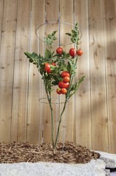 Panacea 33 in. H X 12 in. W Steel Tomato Cage