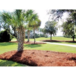 CleanStraw Natural Pine Needles Mulch 2.3 cu ft