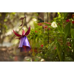 Desert Steel Fuchsia Hummingbird 8 oz Steel Nectar Feeder 1 ports