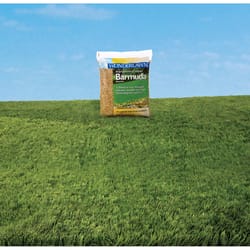 Barenbrug Wonderlawn Bermuda Grass Full Sun Grass Seed 1 lb