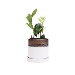 Chive Minute 5 in. D Ceramic Flower Pot Bronze White