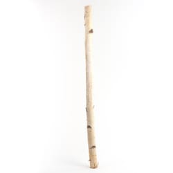 Second Nature Natural Birch Branches 32 in.