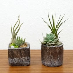 Eve's Garden Ceramic Natural Cement Planter Air Plant and Succulent Multicolored