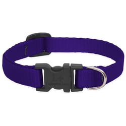 Lupine Pet Basic Solids Purple Purple Nylon Dog Adjustable Collar