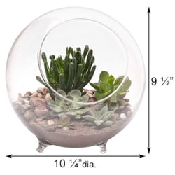 Panacea 9.5 in. H X 10.25 in. D Glass Sphere Terrarium with Feet Clear