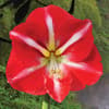 DeGroot Amaryllis Gift Box Bulb Kit 1 pk (ASSORTED COLORS) - Ace Hardware