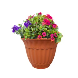 Misco Milano 4.56 in. H X 6 in. D Plastic Planter Clay