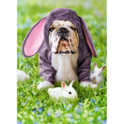 Avanti Press Seasonal Dog (Sully) in Bunny Suit Easter Card Paper 2 pc