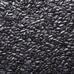 Ace Songbird Black Oil Sunflower Seed Wild Bird Food 40 lb