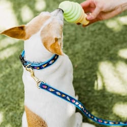 Up Country Blue Ice Cream Nylon Dog Collar Small