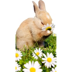 Avanti Press Seasonal Bunny Smelling Flower Easter Card Paper 2 pc