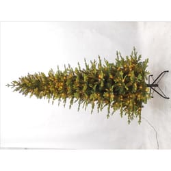 Holiday Bright Lights 1-2 Tree 7-1/2 ft. Slim LED 1582 ct Easton Spruce Cascading Color Changing Chr