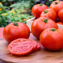 Bonnie Plants Red Better Boy Tomato Grower Vegetable Plant