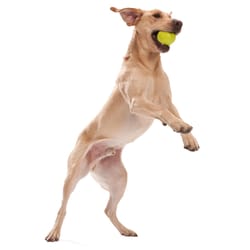 West Paw Zogoflex Orange Jive Plastic Ball Dog Toy Large 1 pk