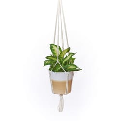 Primitive Planters Antique White Macrame 36 in. H Plant Hanger 1 pk