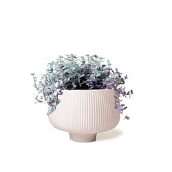 Chive Lilo 6 in. D Ceramic Cachepot Pink Blush