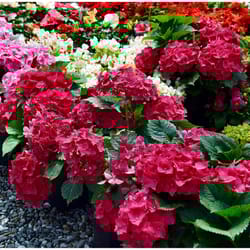 National Plant Network Red Beauty Hydrangea Grower Shrubs
