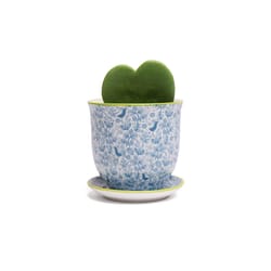 Chive Liberte 3.25 in. D Ceramic Succulent Pot Blue Birds