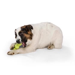 West Paw Zogoflex Green Plastic Rumpus Chew Dog Toy Small 1 pk