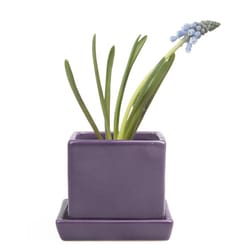 Chive Cube and Saucer 3 in. D Ceramic Succulent Pot Ultra Violet