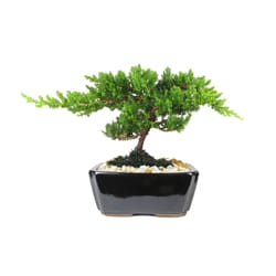Eve's Garden Bonsai Tree 12 pk