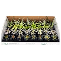 Russell's Bromeliads Spring Assortment Air Plant