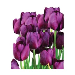 DeGroot Tulip Purple Flag Bulb 7 pk