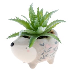 Karma 2 in. H X 2 in. W X 2 in. L Multicolored Ceramic Succulent Pot