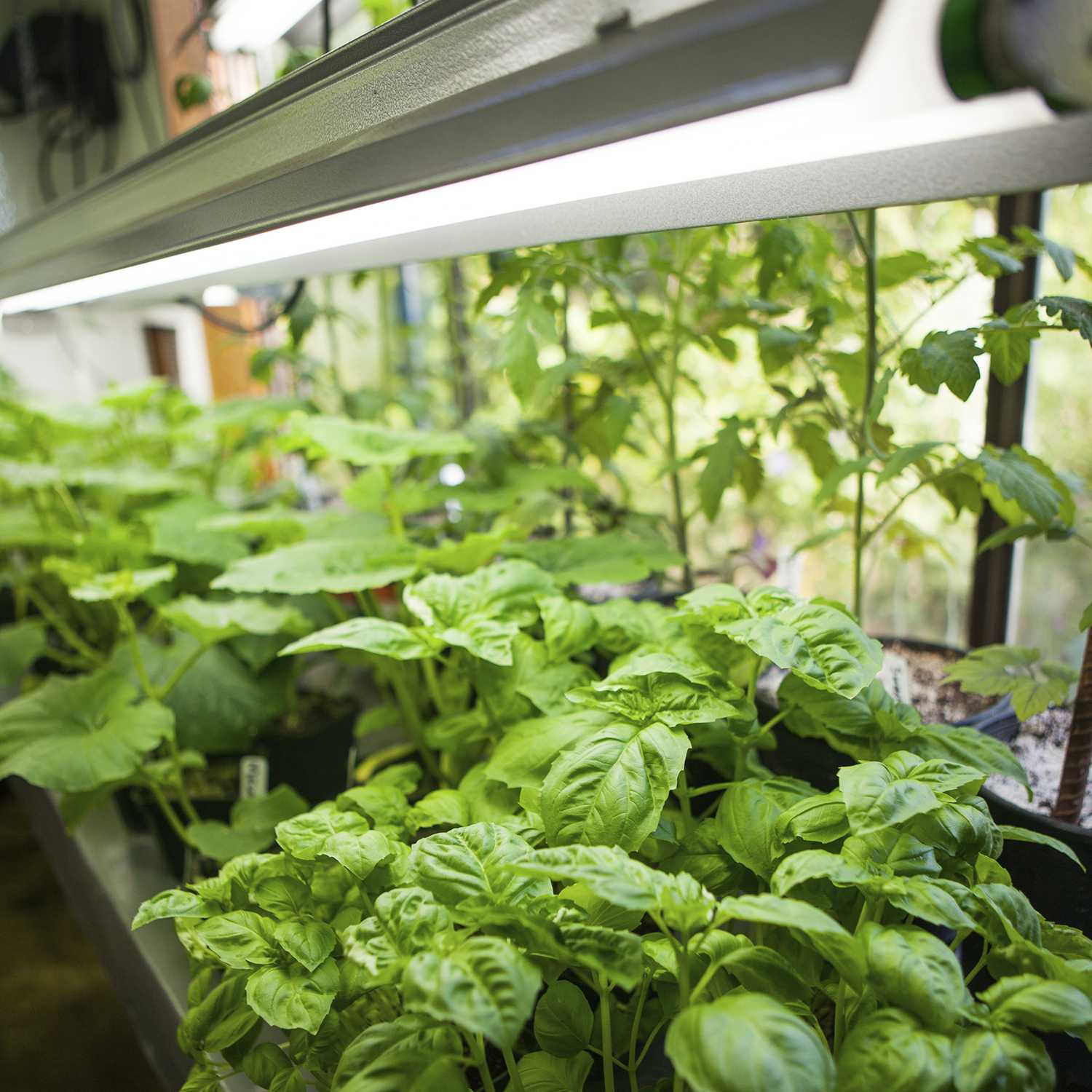 Hydroponic Gardening