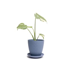 Chive Virago 5 in. D Ceramic Shape B Flower Pot Blue Grey