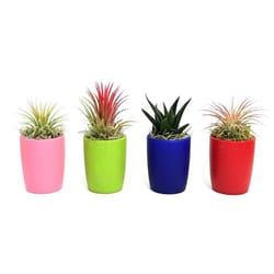 Eve's Garden 5 in. H X 2 in. D Ceramic Air Plant and Succulent Assorted