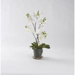 DW Silks 24 in. H X 9 in. W X 9 in. L Polyester White Phael Orchids in Glass Bowl