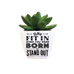 Sentiment Succulents 4 in. H X 2.25 in. L Multicolored Plastic Planter