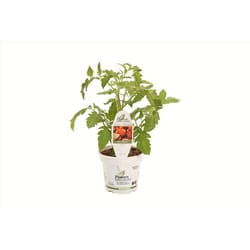 Proven Selection Tasty Treat Red Gino Tomato Plastic Vegetable Plant