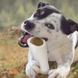 Cadet Beef & Peanut Butter Shin Bone For Dogs 6 oz 1 pk