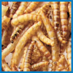 Cole's Assorted Species Dried Mealworm Wild Bird Food 9.15 oz