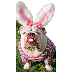 Avanti Press Seasonal Bulldog with Bunny Teeth Easter Card Paper 2 pc