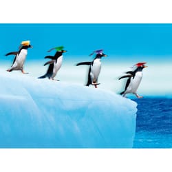 Avanti Press Seasonal Line of Penguin Grads Jumping Graduation Card Paper 2 pc