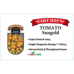 Chef Jeff Yellow  Premium Sungold Tomato Vegetable Plant