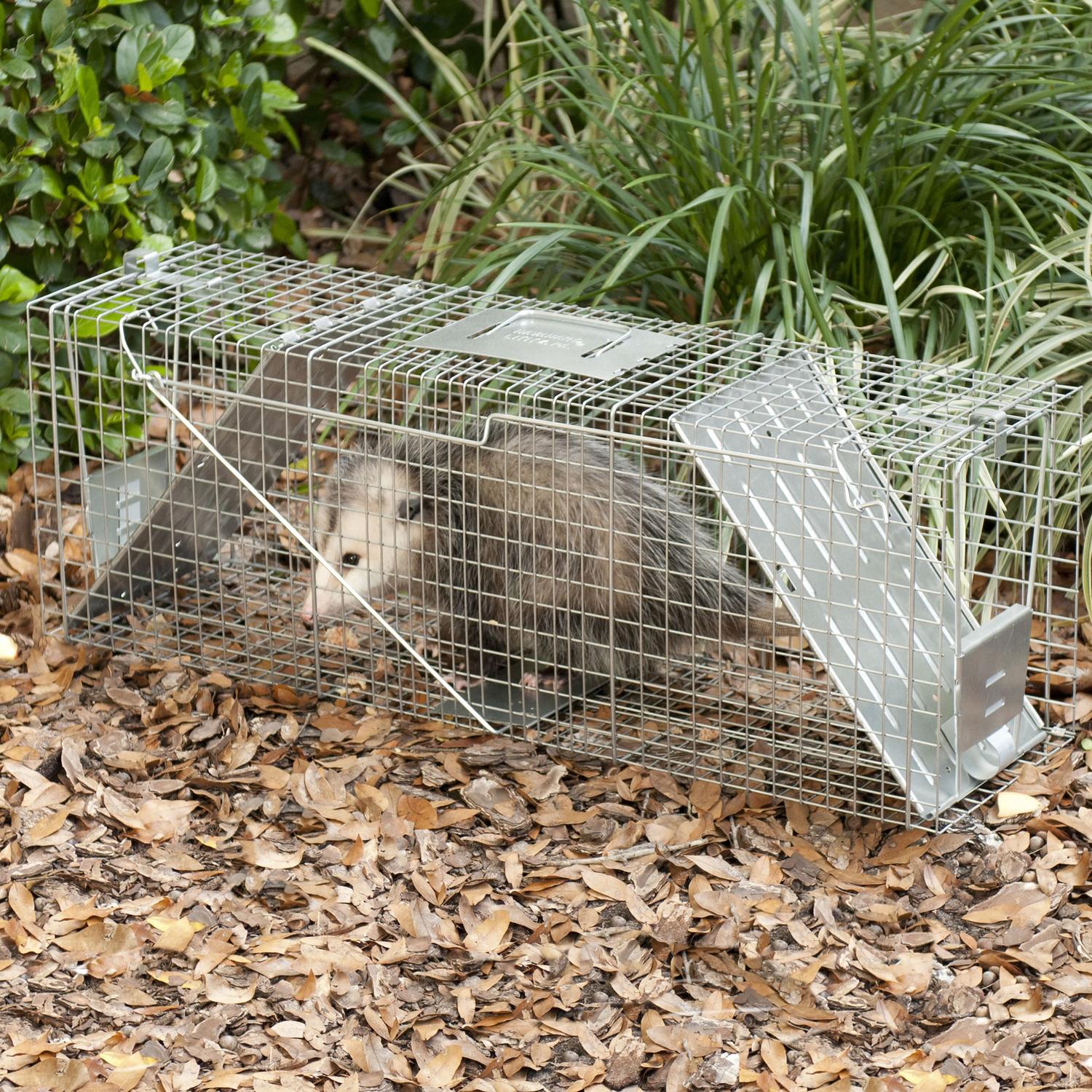 The Top 11 Great raccoon bait for havahart trap