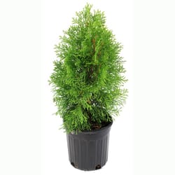 National Plant Network Arborvitae Grower Tree