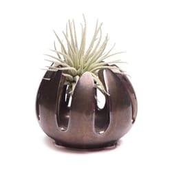 Chive Gideon 2.5 in. D Ceramic Air Plant and Succulent Grassy Dark Chrome