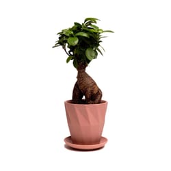 Chive Virago 5 in. D Ceramic Shape G Flower Pot Terracotta