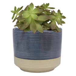 Trendspot Shore 5.1 in. H X 6 in. W X 6 in. D X 6 in. D Ceramic Planter Blue