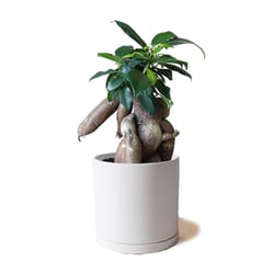 Chive Dojo 3.5 in. H X 3.5 in. D Ceramic Succulent Pot White