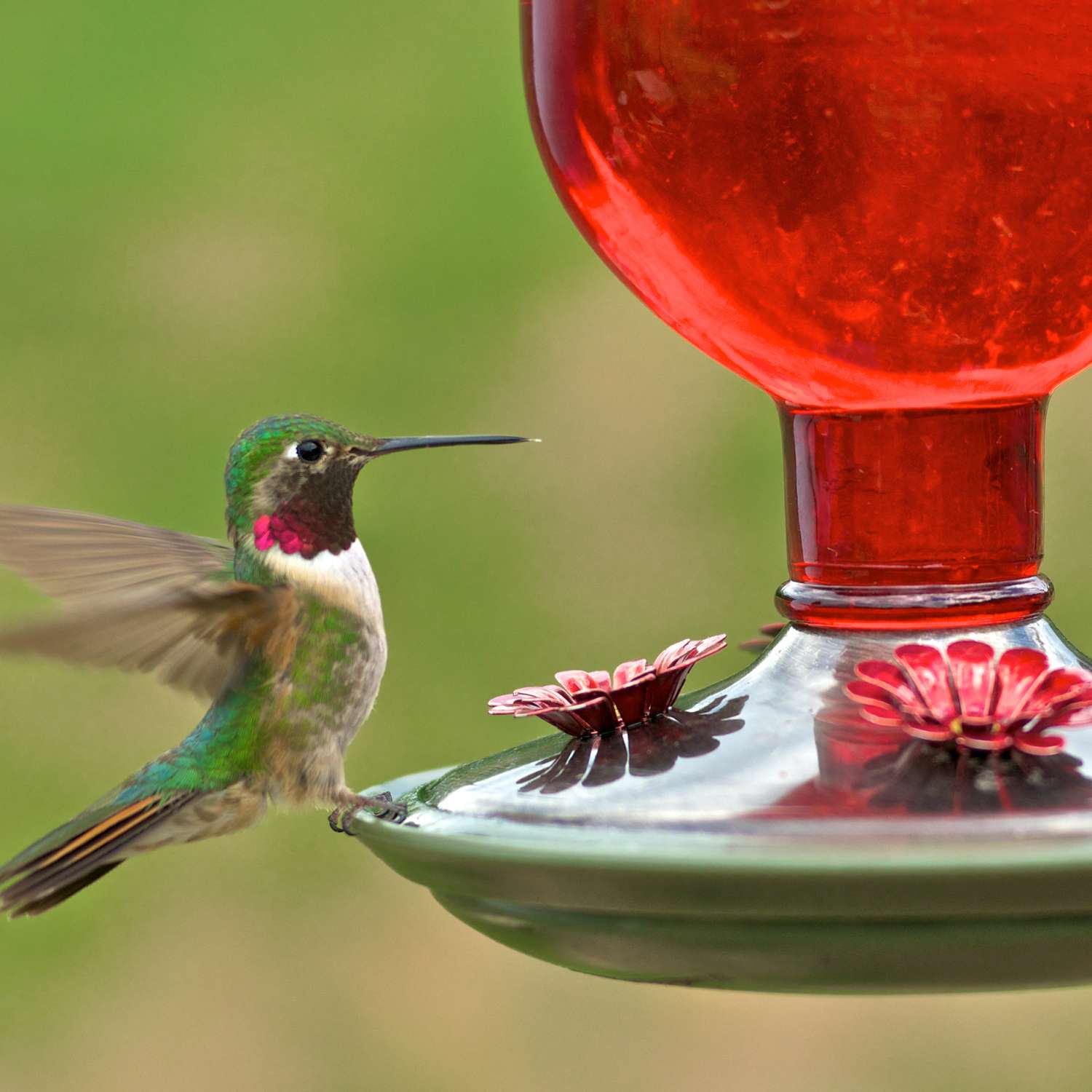 PerkyPet Hummingbird 16 oz. Glass Nectar Feeder 4 ports Ace Hardware