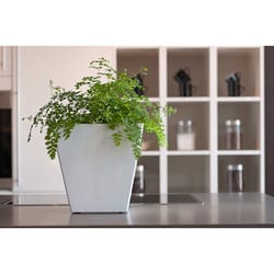 Novelty Artstone 8 in. H X 7.8 in. W X 7.8 in. D Resin Ella Planter White