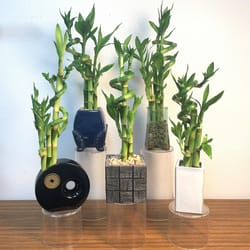 Eve's Garden Ceramic Assorted Lucky Bamboo with Vase Assorted