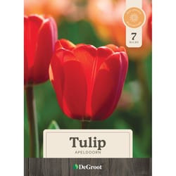 DeGroot Flower Bulb 7 pk