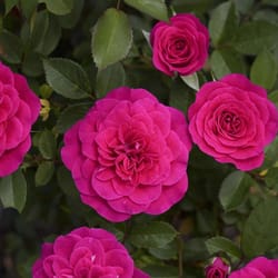 National Plant Network Pink Rose Dragon Fruit Sunblaze Grower Flowering Plant